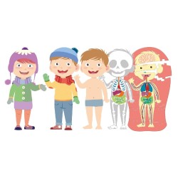 APRENDE EL CUERPO HUMANO 2