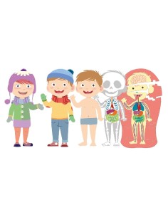 APRENDE EL CUERPO HUMANO 2