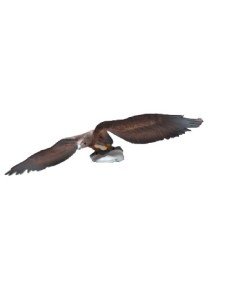FIGURA AGUILA IMPERIAL IBERICA 2