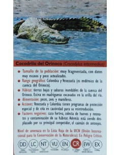 FIGURA COCODRILO DEL ORINOCO 2