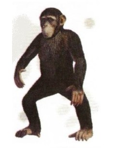 FIGURA CHIMPANCÉ COMÚN