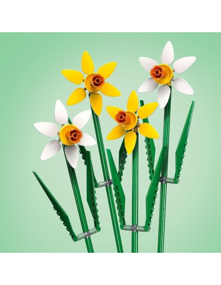 Narcisos