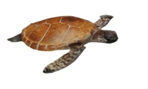 FIGURA TORTUGA MARINA