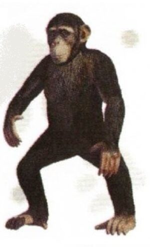 FIGURA CHIMPANCÉ COMÚN
