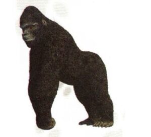 FIGURA GORILLA OCCIDENTAL