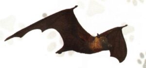 FIGURA ZORRO VOLADOR FILIPINO