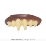 Colmillos amarillos vampiro - Imagen 3