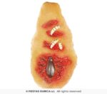 Cicatriz bichos con adhesivo latex - Imagen 3